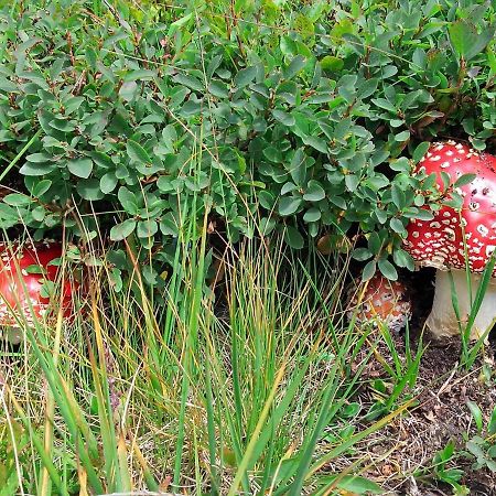 Le Balze Di Carisolo, Trilocale Con Giardino Daire Dış mekan fotoğraf